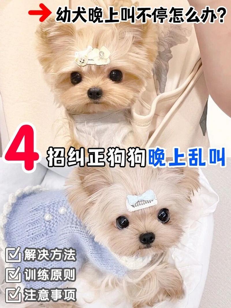 晚上狗狗一直叫怎么办,晚上狗狗老是叫怎么办-第5张图片-后鲨宠物 晚上狗狗一直叫怎么办,晚上狗狗老是叫怎么办-第5张图片-后鲨宠物