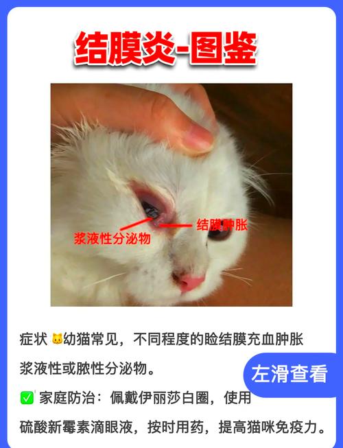 小猫咪眼睛流脓怎么办，小猫眼睛流脓流血水水怎么办？-第4张图片-后鲨宠物