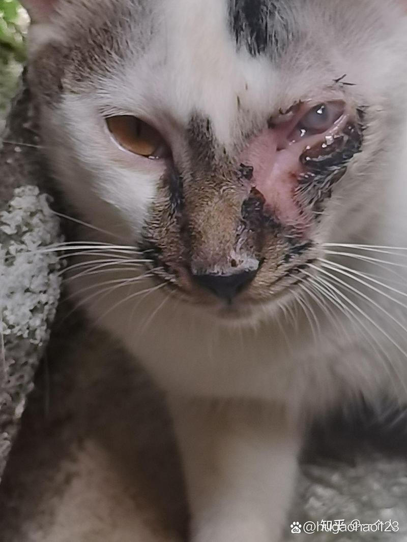小猫咪眼睛流脓怎么办，小猫眼睛流脓流血水水怎么办？-第5张图片-后鲨宠物