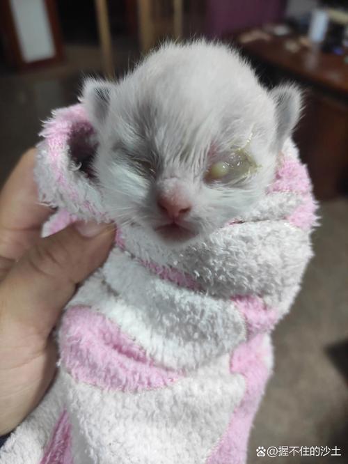 小猫咪眼睛流脓怎么办，小猫眼睛流脓流血水水怎么办？-第6张图片-后鲨宠物
