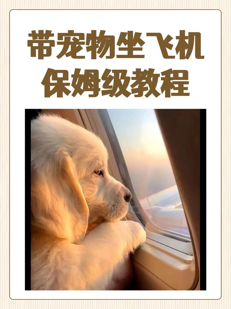 飞机上可以带狗狗吗,能带狗狗上飞机吗-第1张图片-后鲨宠物 飞机上可以带狗狗吗,能带狗狗上飞机吗-第1张图片-后鲨宠物