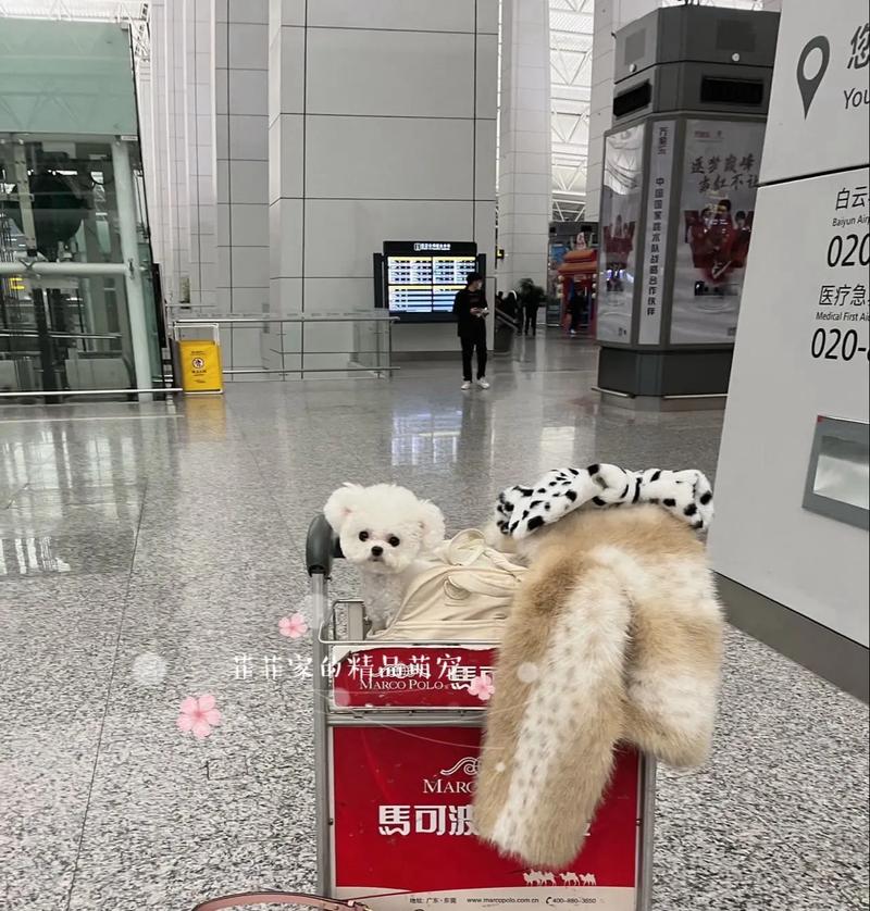 飞机上可以带狗狗吗,能带狗狗上飞机吗-第3张图片-后鲨宠物 飞机上可以带狗狗吗,能带狗狗上飞机吗-第3张图片-后鲨宠物