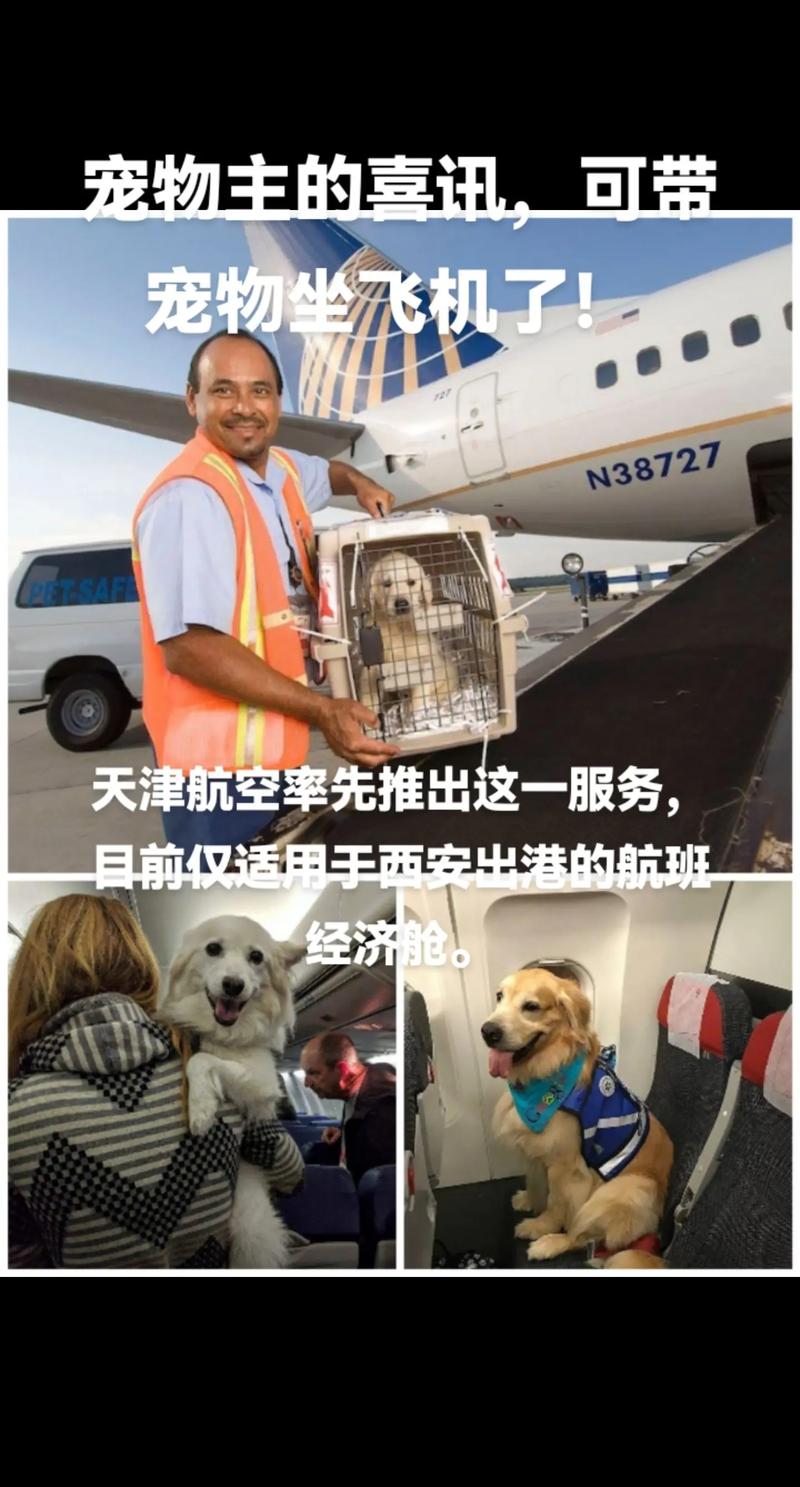 飞机上可以带狗狗吗,能带狗狗上飞机吗-第5张图片-后鲨宠物 飞机上可以带狗狗吗,能带狗狗上飞机吗-第5张图片-后鲨宠物