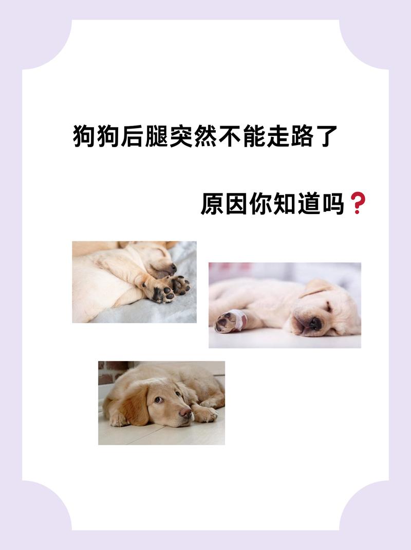 狗狗跌打损伤吃什么药,狗狗挫伤吃什么药?-第4张图片-后鲨宠物 狗狗跌打损伤吃什么药,狗狗挫伤吃什么药?-第4张图片-后鲨宠物