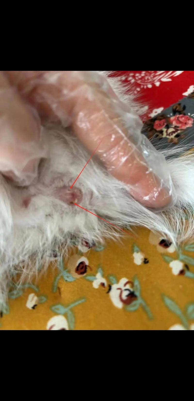 猫咪肛门腺发炎症状,猫咪肛门腺发炎是什么引起的-第5张图片-后鲨宠物 猫咪肛门腺发炎症状,猫咪肛门腺发炎是什么引起的-第5张图片-后鲨宠物