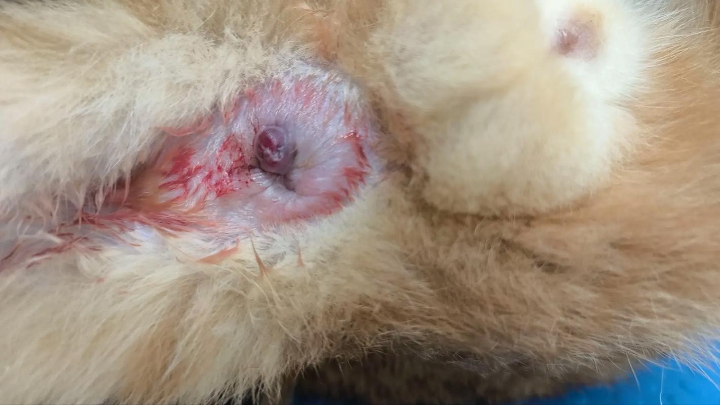 猫咪肛门腺发炎症状,猫咪肛门腺发炎是什么引起的-第6张图片-后鲨宠物 猫咪肛门腺发炎症状,猫咪肛门腺发炎是什么引起的-第6张图片-后鲨宠物