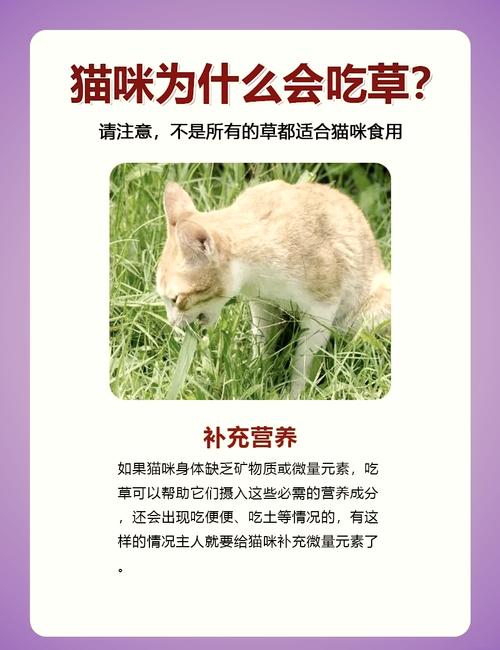 猫咪吃草是怎么回事,猫咪吃草是什么原因??-第4张图片-后鲨宠物 猫咪吃草是怎么回事,猫咪吃草是什么原因??-第4张图片-后鲨宠物