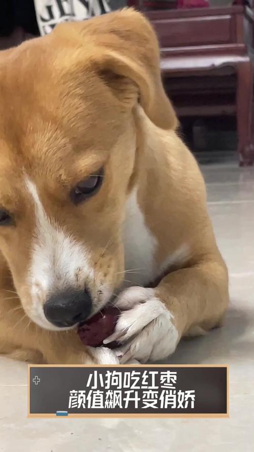 狗狗能吃桂圆吗_狗狗能吃桂圆吗有营养吗-第6张图片-后鲨宠物 狗狗能吃桂圆吗_狗狗能吃桂圆吗有营养吗-第6张图片-后鲨宠物