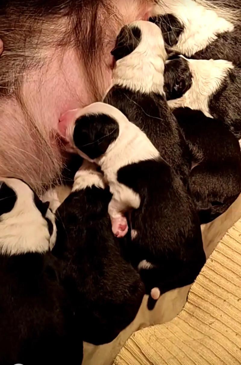 两个月狗狗可以吃什么,两个月狗狗可以吃什么人类的食物-第1张图片-后鲨宠物 两个月狗狗可以吃什么,两个月狗狗可以吃什么人类的食物-第1张图片-后鲨宠物