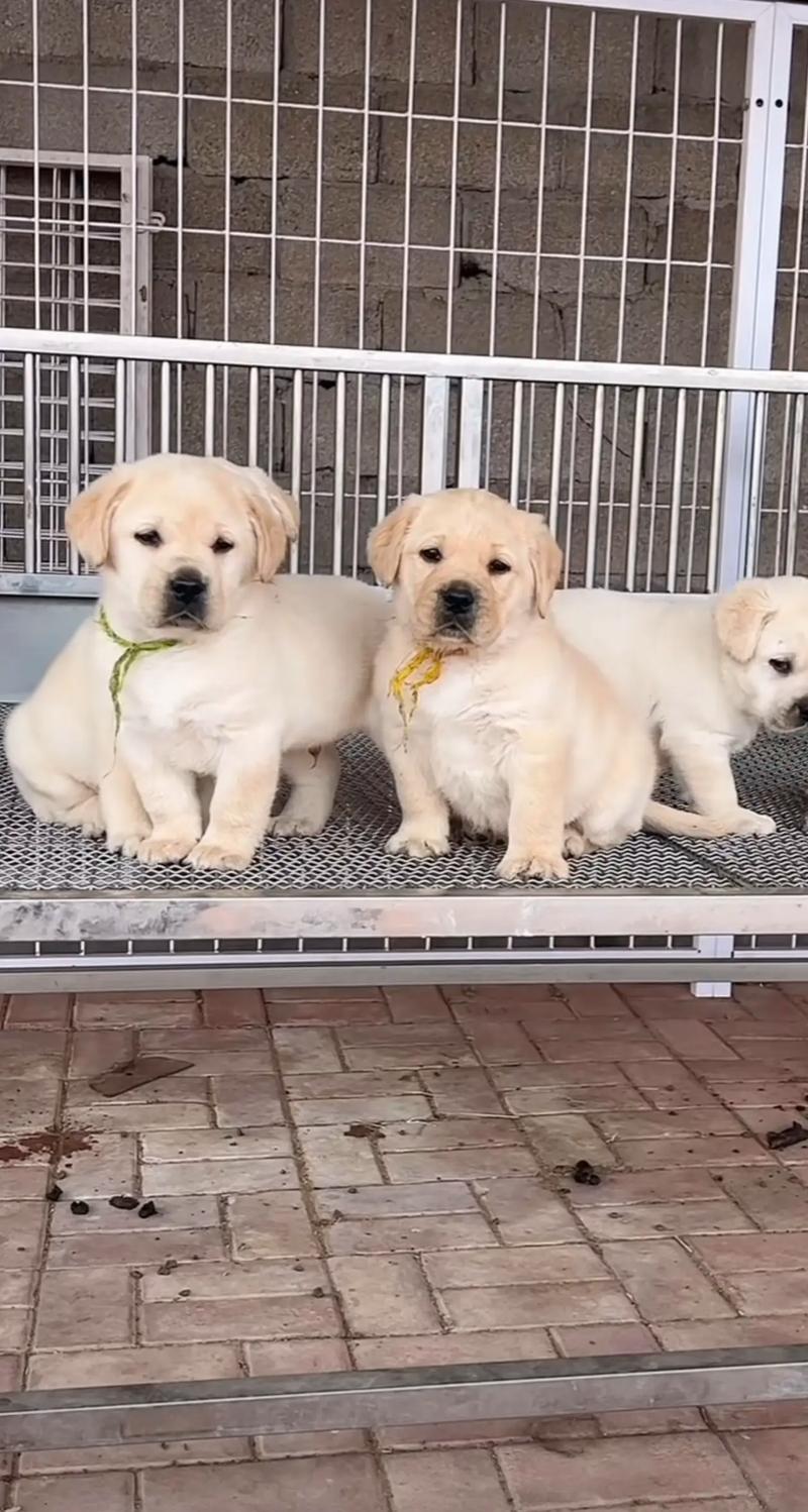 两个月狗狗可以吃什么,两个月狗狗可以吃什么人类的食物-第5张图片-后鲨宠物 两个月狗狗可以吃什么,两个月狗狗可以吃什么人类的食物-第5张图片-后鲨宠物