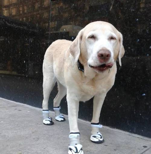 狗狗穿鞋子好不好_狗狗穿鞋子好不好怎么判断-第1张图片-后鲨宠物 狗狗穿鞋子好不好_狗狗穿鞋子好不好怎么判断-第1张图片-后鲨宠物