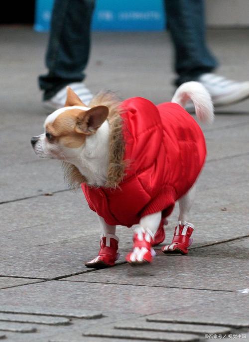 狗狗穿鞋子好不好_狗狗穿鞋子好不好怎么判断-第2张图片-后鲨宠物 狗狗穿鞋子好不好_狗狗穿鞋子好不好怎么判断-第2张图片-后鲨宠物