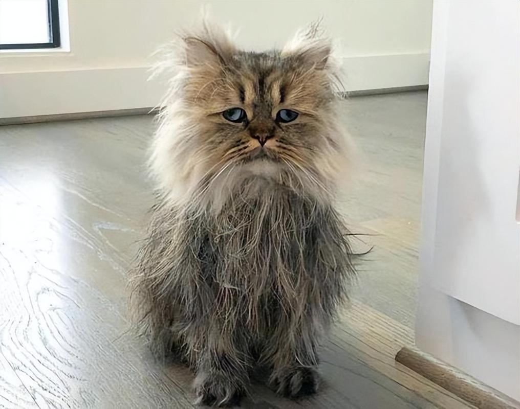 猫咪剃毛后注意事项,猫咪剃完毛?-第4张图片-后鲨宠物 猫咪剃毛后注意事项,猫咪剃完毛?-第4张图片-后鲨宠物