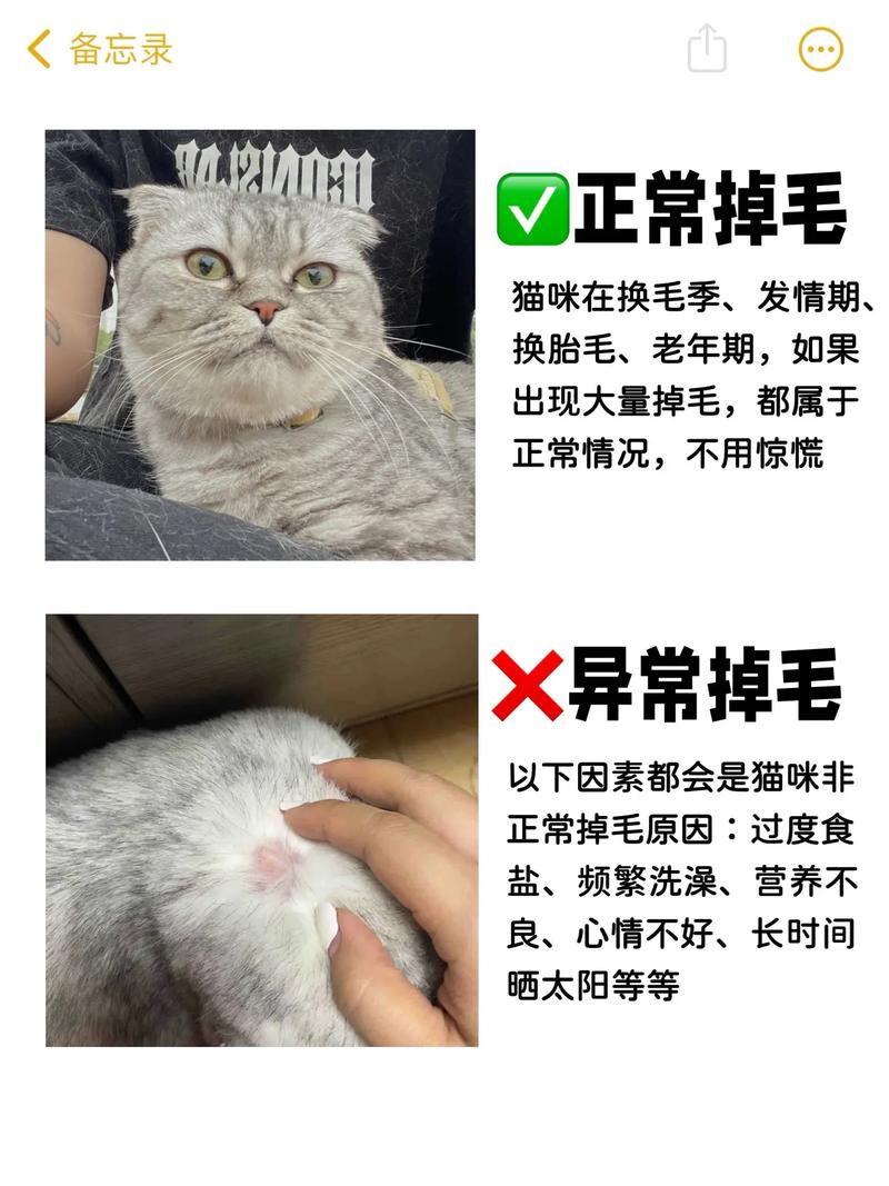猫咪剃毛后注意事项,猫咪剃完毛?-第6张图片-后鲨宠物 猫咪剃毛后注意事项,猫咪剃完毛?-第6张图片-后鲨宠物