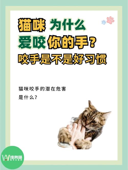 猫咪老是咬人怎么办,猫咪老是咬人是为什么-第5张图片-后鲨宠物 猫咪老是咬人怎么办,猫咪老是咬人是为什么-第5张图片-后鲨宠物