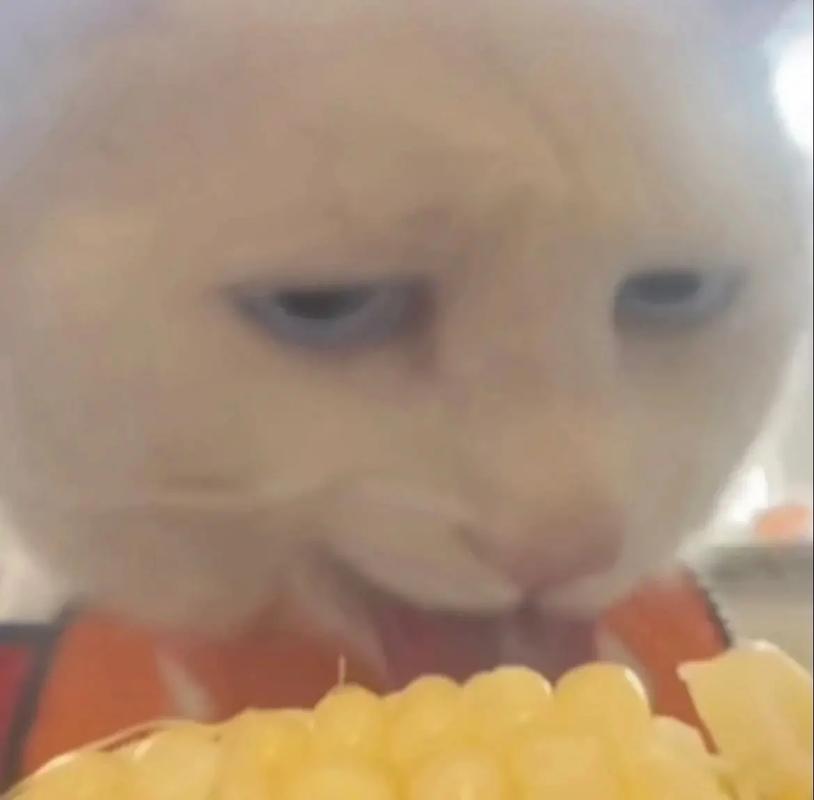 猫咪可以吃玉米吗_猫咪能吃玉米粒吗-第1张图片-后鲨宠物 猫咪可以吃玉米吗_猫咪能吃玉米粒吗-第1张图片-后鲨宠物