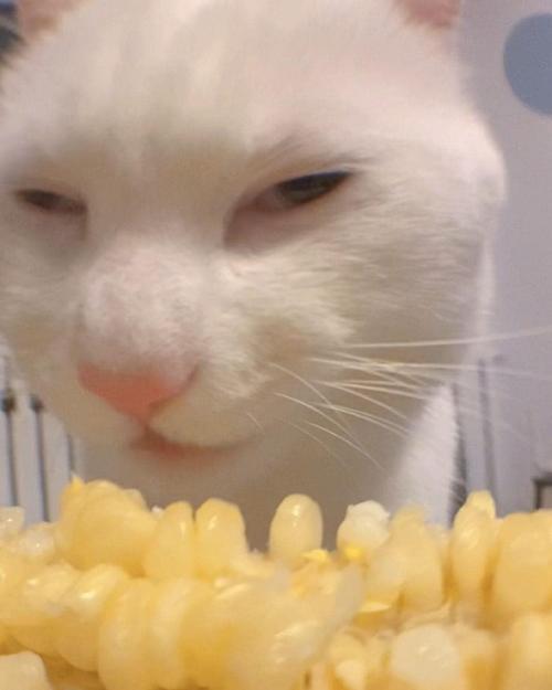 猫咪可以吃玉米吗_猫咪能吃玉米粒吗-第2张图片-后鲨宠物 猫咪可以吃玉米吗_猫咪能吃玉米粒吗-第2张图片-后鲨宠物