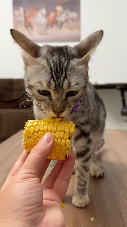猫咪可以吃玉米吗_猫咪能吃玉米粒吗-第3张图片-后鲨宠物 猫咪可以吃玉米吗_猫咪能吃玉米粒吗-第3张图片-后鲨宠物