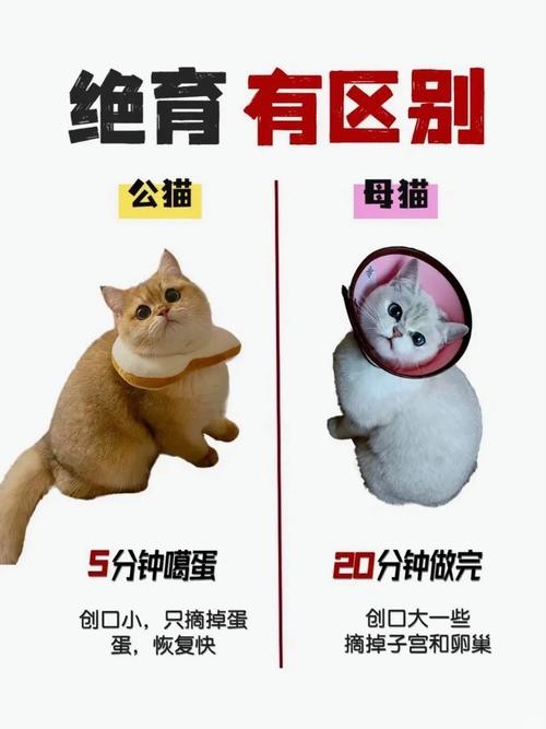 猫咪几个月绝育,猫咪几个月绝育最佳时间-第1张图片-后鲨宠物 猫咪几个月绝育,猫咪几个月绝育最佳时间-第1张图片-后鲨宠物