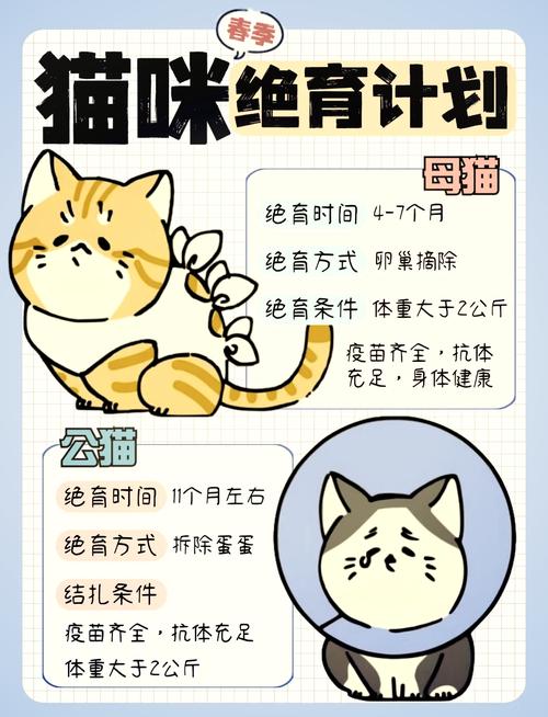 猫咪几个月绝育,猫咪几个月绝育最佳时间-第6张图片-后鲨宠物 猫咪几个月绝育,猫咪几个月绝育最佳时间-第6张图片-后鲨宠物