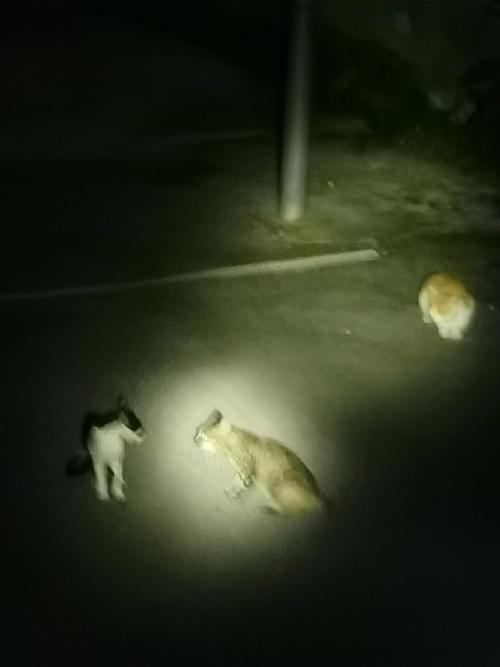 猫咪声嘶力竭的哀嚎,猫咪嘶吼声音沙哑了?-第1张图片-后鲨宠物 猫咪声嘶力竭的哀嚎,猫咪嘶吼声音沙哑了?-第1张图片-后鲨宠物