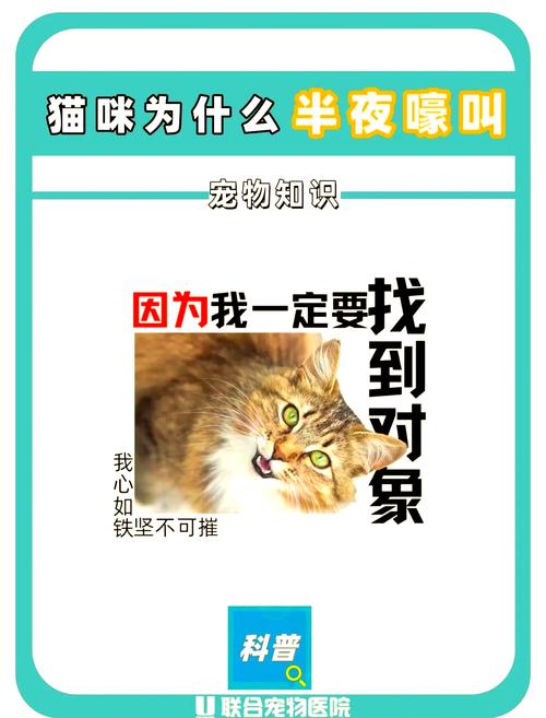 猫咪声嘶力竭的哀嚎,猫咪嘶吼声音沙哑了?-第2张图片-后鲨宠物 猫咪声嘶力竭的哀嚎,猫咪嘶吼声音沙哑了?-第2张图片-后鲨宠物