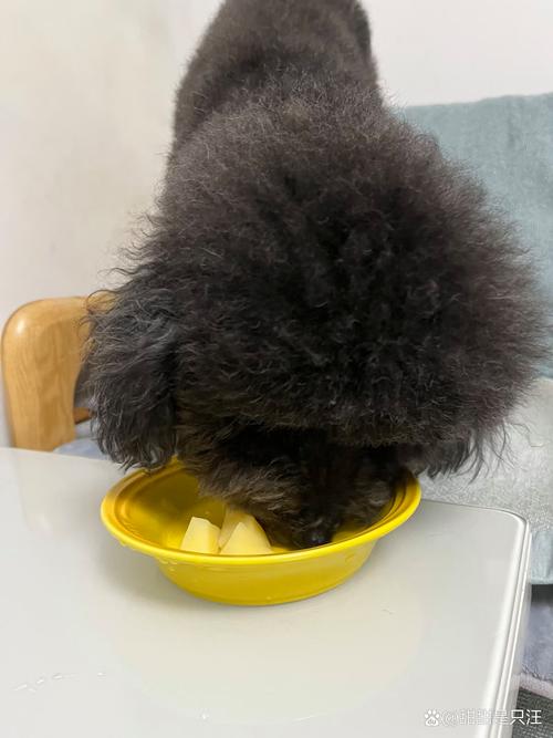 狗狗可以吃生土豆吗,狗狗能吃生土豆片吗-第1张图片-后鲨宠物 狗狗可以吃生土豆吗,狗狗能吃生土豆片吗-第1张图片-后鲨宠物