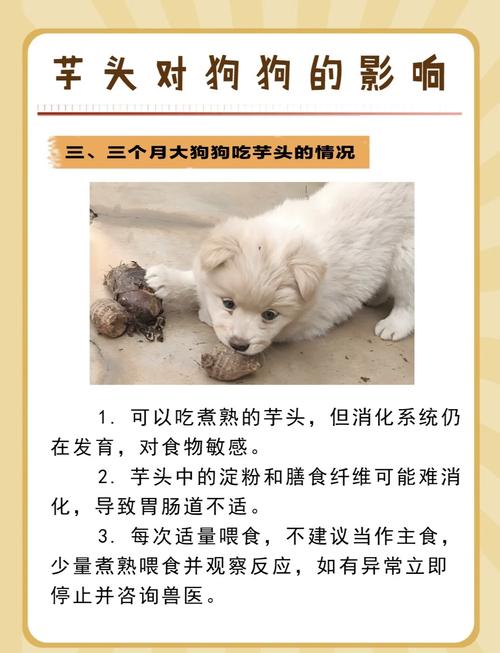 狗狗可以吃生土豆吗,狗狗能吃生土豆片吗-第3张图片-后鲨宠物 狗狗可以吃生土豆吗,狗狗能吃生土豆片吗-第3张图片-后鲨宠物