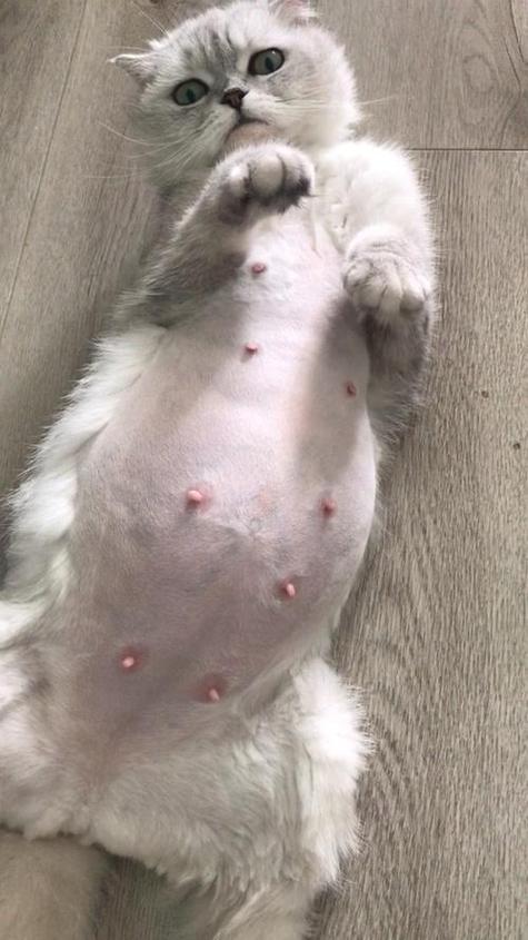 猫咪怀孕多少天有胎动,猫咪怀孕多少天胎动明显?-第3张图片-后鲨宠物 猫咪怀孕多少天有胎动,猫咪怀孕多少天胎动明显?-第3张图片-后鲨宠物