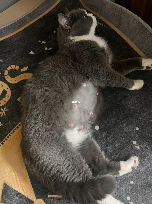 猫咪怀孕多少天有胎动,猫咪怀孕多少天胎动明显?-第5张图片-后鲨宠物 猫咪怀孕多少天有胎动,猫咪怀孕多少天胎动明显?-第5张图片-后鲨宠物