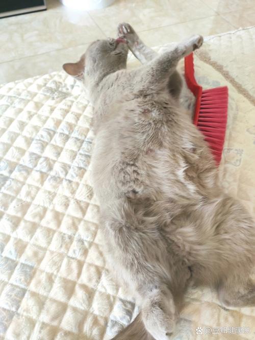 猫咪怀孕多少天有胎动,猫咪怀孕多少天胎动明显?-第6张图片-后鲨宠物 猫咪怀孕多少天有胎动,猫咪怀孕多少天胎动明显?-第6张图片-后鲨宠物