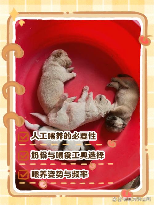 狗狗20天怎么喂养,二十天的狗狗怎么养活-第2张图片-后鲨宠物 狗狗20天怎么喂养,二十天的狗狗怎么养活-第2张图片-后鲨宠物