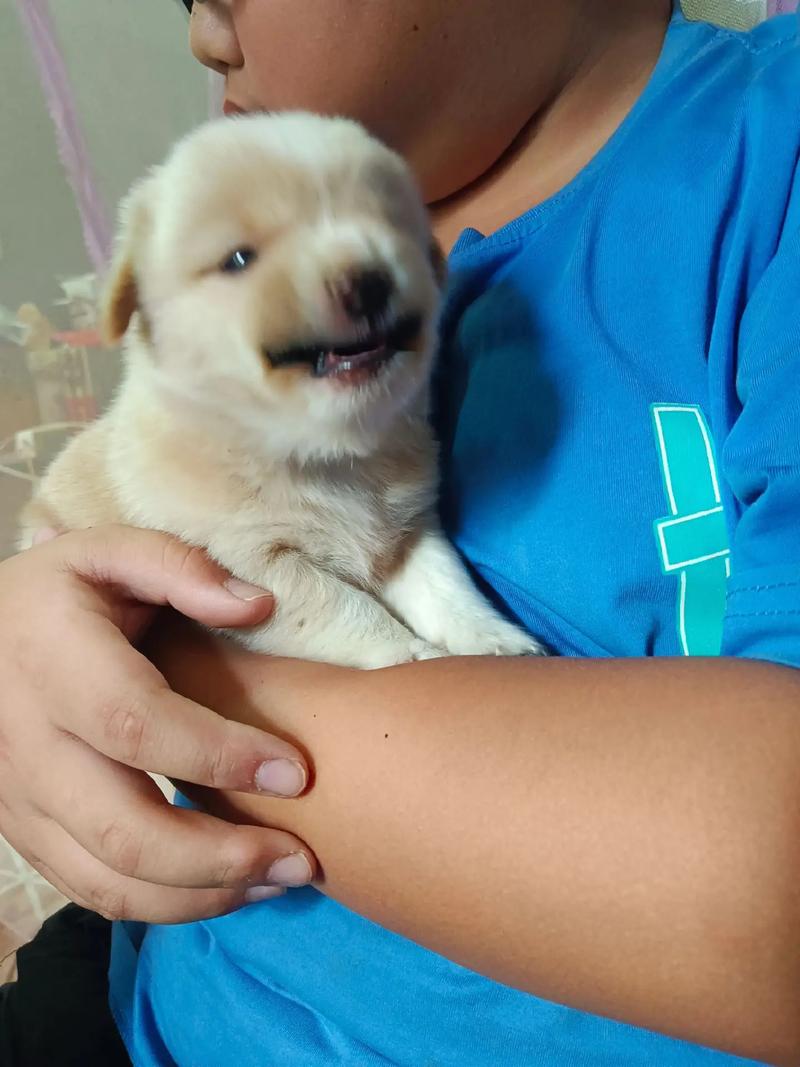 狗狗20天怎么喂养,二十天的狗狗怎么养活-第3张图片-后鲨宠物 狗狗20天怎么喂养,二十天的狗狗怎么养活-第3张图片-后鲨宠物