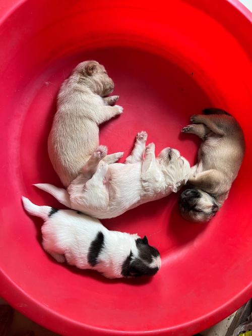 狗狗20天怎么喂养,二十天的狗狗怎么养活-第5张图片-后鲨宠物 狗狗20天怎么喂养,二十天的狗狗怎么养活-第5张图片-后鲨宠物