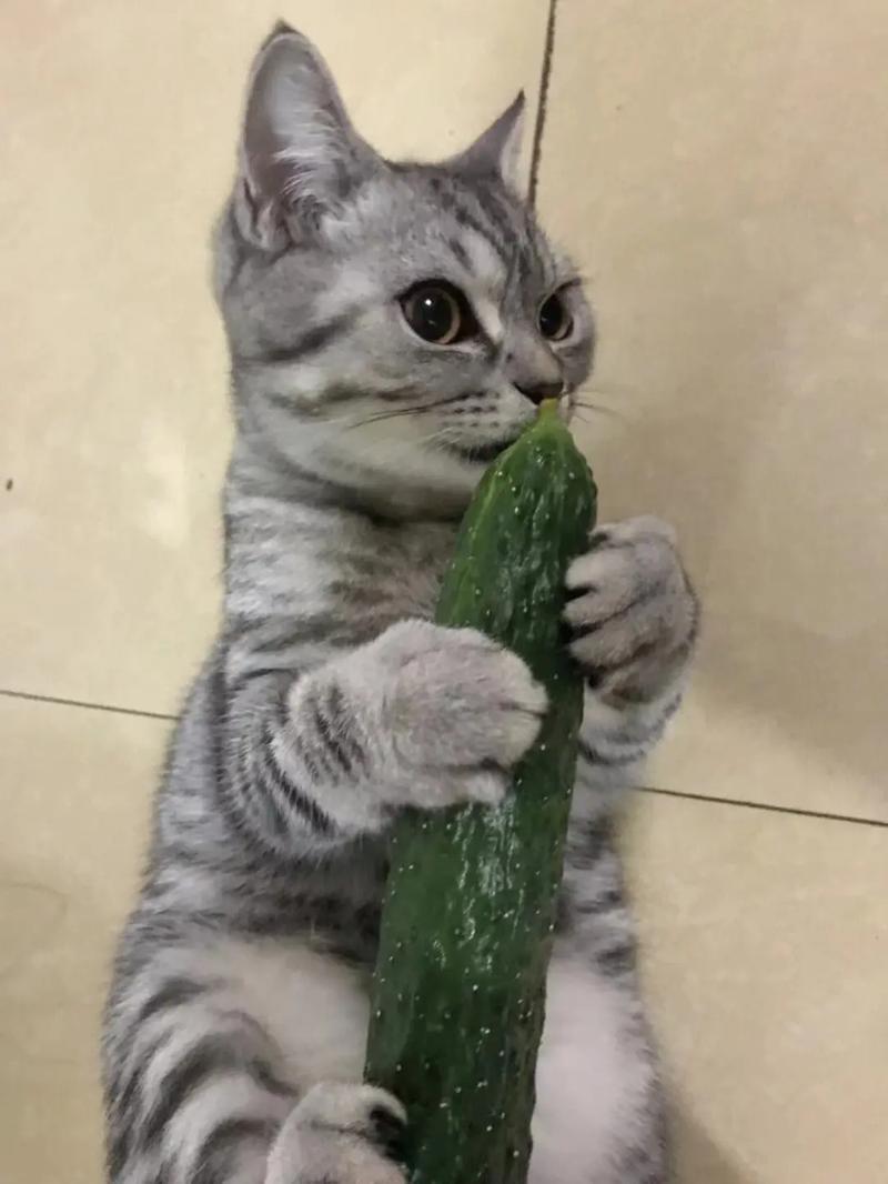 猫咪为什么会怕黄瓜,猫咪为啥怕黄瓜?-第1张图片-后鲨宠物 猫咪为什么会怕黄瓜,猫咪为啥怕黄瓜?-第1张图片-后鲨宠物