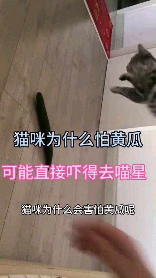 猫咪为什么会怕黄瓜,猫咪为啥怕黄瓜?-第3张图片-后鲨宠物 猫咪为什么会怕黄瓜,猫咪为啥怕黄瓜?-第3张图片-后鲨宠物