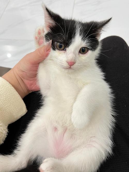 为什么猫咪喜欢小婴儿,为什么猫咪喜欢小婴儿呢-第3张图片-后鲨宠物 为什么猫咪喜欢小婴儿,为什么猫咪喜欢小婴儿呢-第3张图片-后鲨宠物