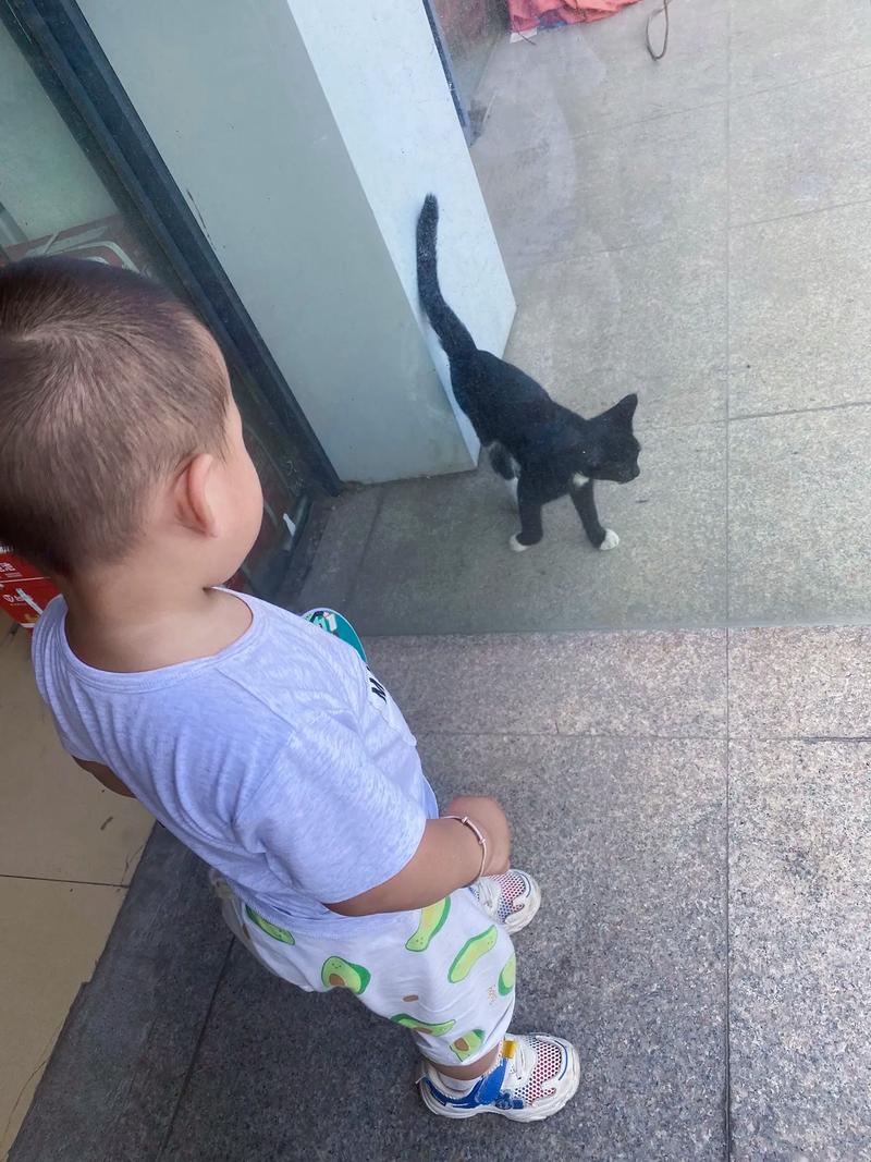 为什么猫咪喜欢小婴儿,为什么猫咪喜欢小婴儿呢-第4张图片-后鲨宠物 为什么猫咪喜欢小婴儿,为什么猫咪喜欢小婴儿呢-第4张图片-后鲨宠物