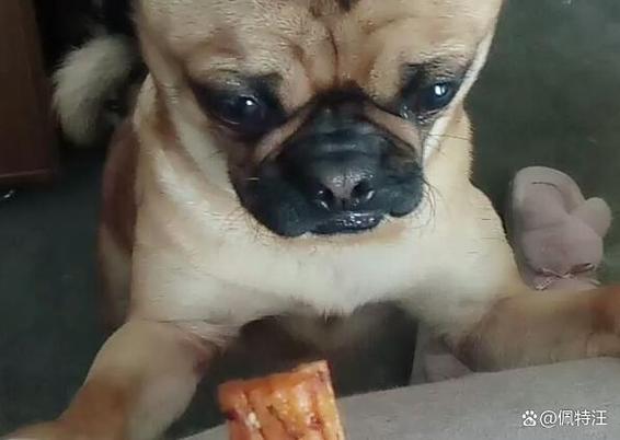 狗狗吃辣条了怎么办,狗狗吃辣条会怎样-第2张图片-后鲨宠物 狗狗吃辣条了怎么办,狗狗吃辣条会怎样-第2张图片-后鲨宠物