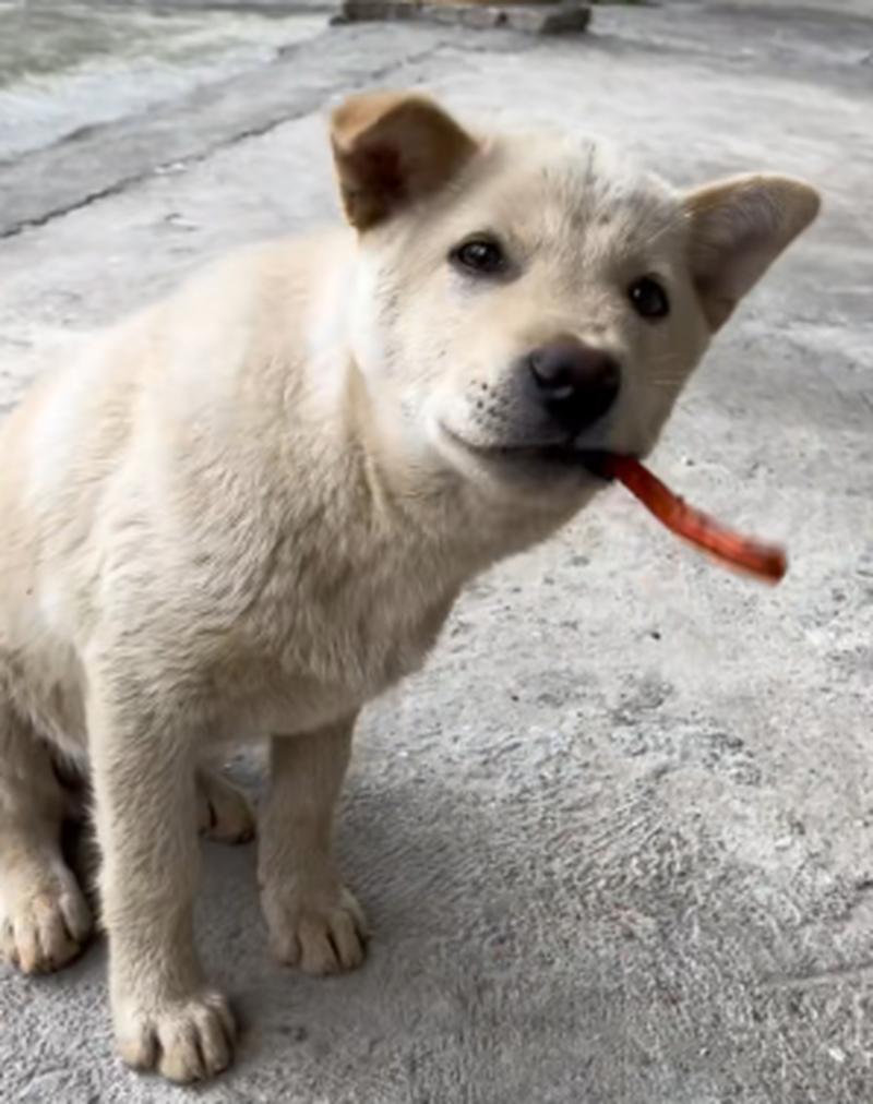 狗狗吃辣条了怎么办,狗狗吃辣条会怎样-第4张图片-后鲨宠物 狗狗吃辣条了怎么办,狗狗吃辣条会怎样-第4张图片-后鲨宠物