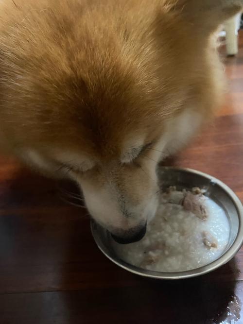 玉米面狗狗能吃吗_玉米面狗狗能吃吗有营养吗-第2张图片-后鲨宠物