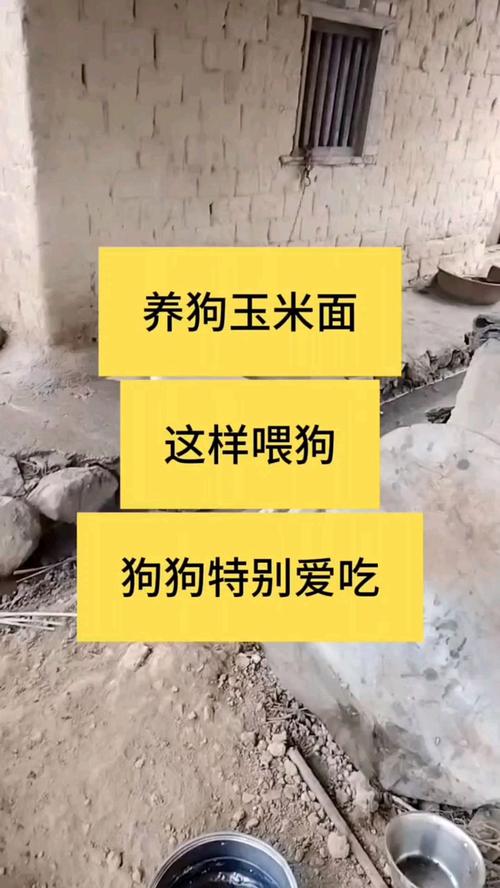 玉米面狗狗能吃吗_玉米面狗狗能吃吗有营养吗-第3张图片-后鲨宠物