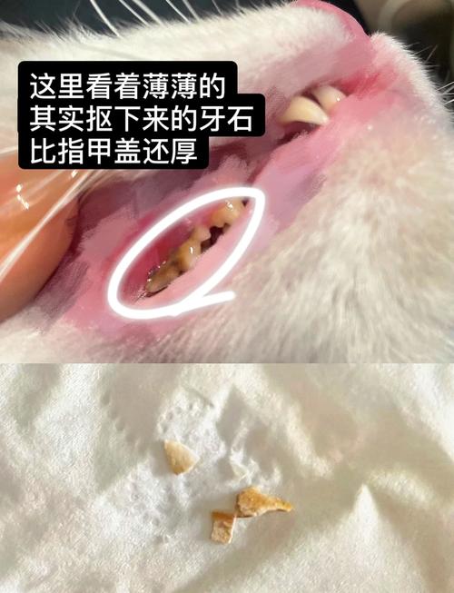 猫咪牙结石怎么办,猫咪牙结石有什么危害?-第2张图片-后鲨宠物 猫咪牙结石怎么办,猫咪牙结石有什么危害?-第2张图片-后鲨宠物