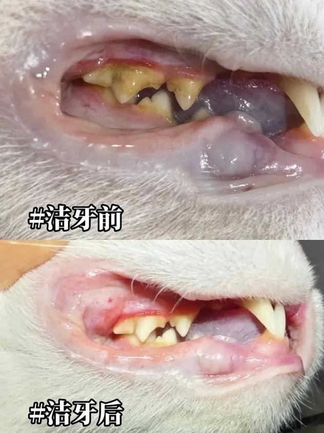 猫咪牙结石怎么办,猫咪牙结石有什么危害?-第3张图片-后鲨宠物 猫咪牙结石怎么办,猫咪牙结石有什么危害?-第3张图片-后鲨宠物