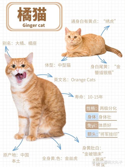 猫咪生化检查是什么_猫咪生化全套检查项目-第1张图片-后鲨宠物 猫咪生化检查是什么_猫咪生化全套检查项目-第1张图片-后鲨宠物