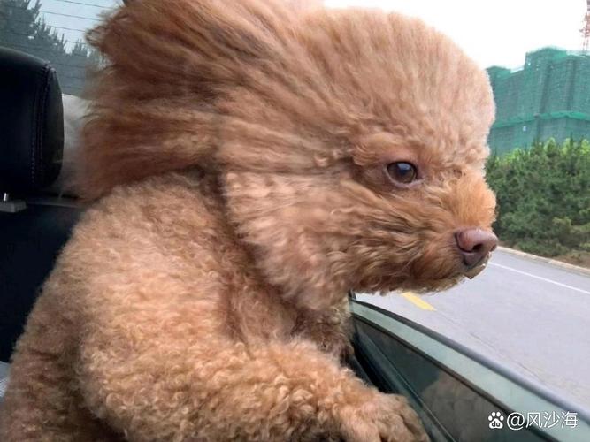 泰迪狗狗可以吹空调吗,泰迪狗狗可以吹空调吗冬天?-第1张图片-后鲨宠物 泰迪狗狗可以吹空调吗,泰迪狗狗可以吹空调吗冬天?-第1张图片-后鲨宠物