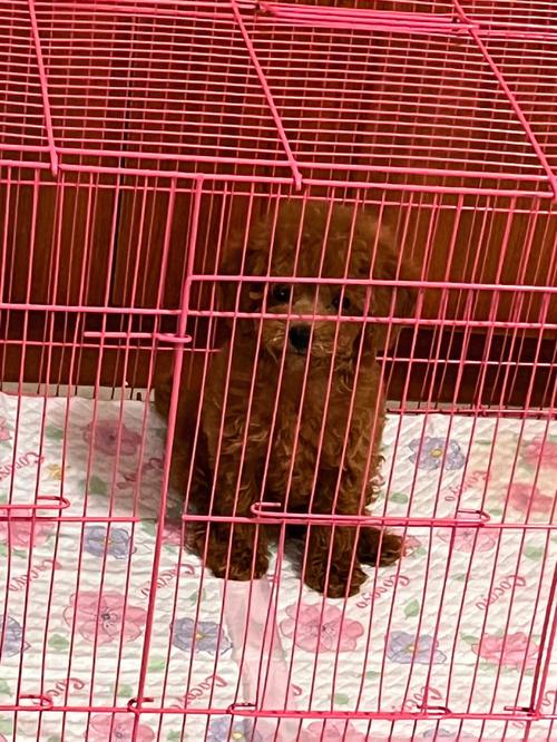 泰迪狗狗可以吹空调吗,泰迪狗狗可以吹空调吗冬天?-第4张图片-后鲨宠物 泰迪狗狗可以吹空调吗,泰迪狗狗可以吹空调吗冬天?-第4张图片-后鲨宠物