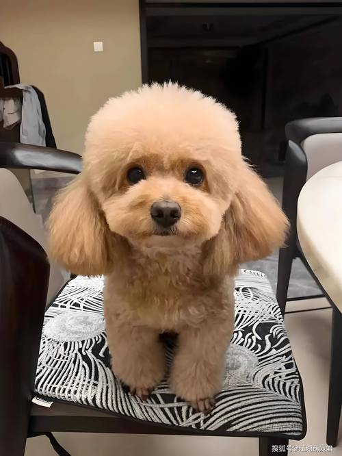 泰迪狗狗可以吹空调吗,泰迪狗狗可以吹空调吗冬天?-第6张图片-后鲨宠物 泰迪狗狗可以吹空调吗,泰迪狗狗可以吹空调吗冬天?-第6张图片-后鲨宠物