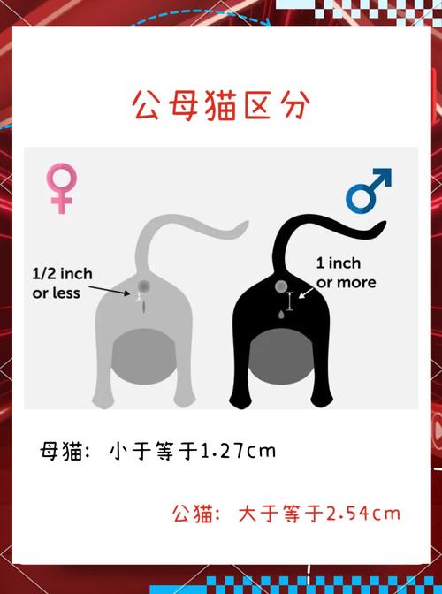 猫咪交配为什么咬脖子,为什么猫交配要咬住母猫后颈脖-第1张图片-后鲨宠物 猫咪交配为什么咬脖子,为什么猫交配要咬住母猫后颈脖-第1张图片-后鲨宠物