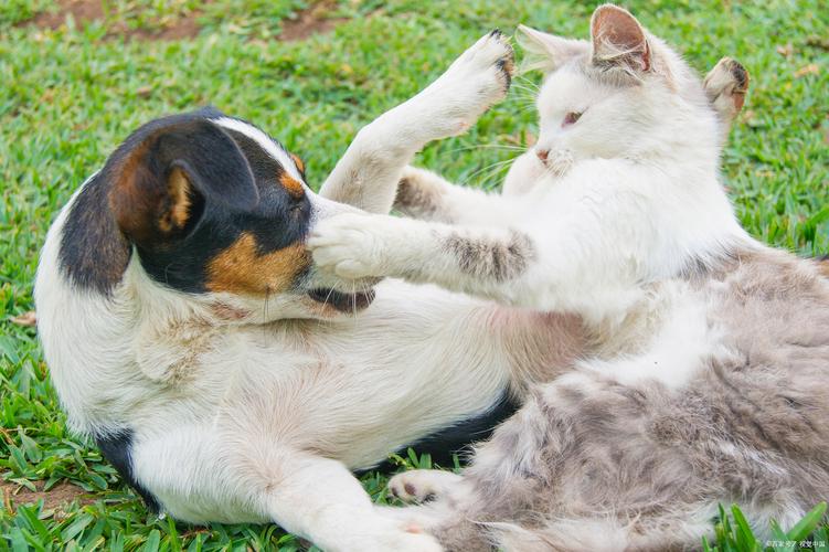 猫咪交配为什么咬脖子,为什么猫交配要咬住母猫后颈脖-第6张图片-后鲨宠物 猫咪交配为什么咬脖子,为什么猫交配要咬住母猫后颈脖-第6张图片-后鲨宠物